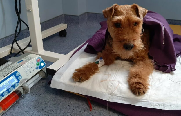 врач проводит химиотерапию собаке